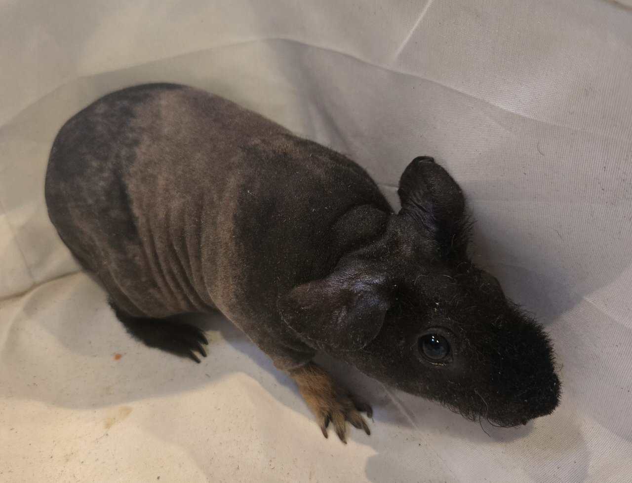 Skinny Pigs image 6