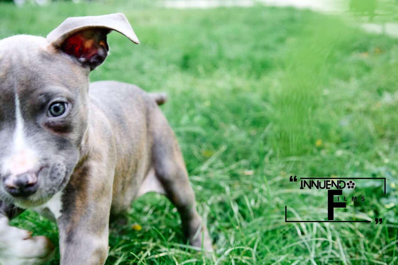 Little Azul image 4