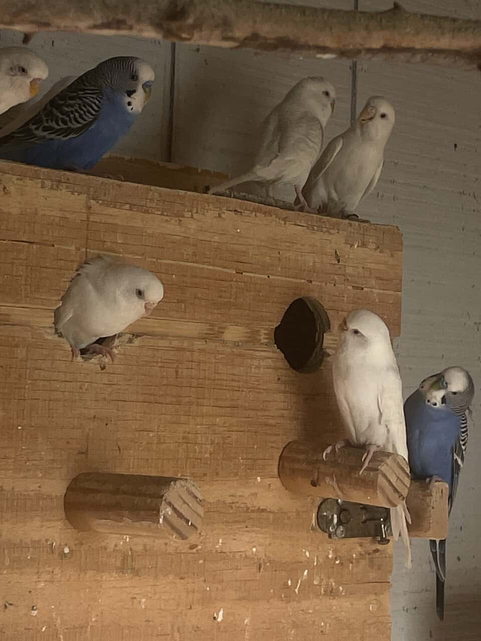 Albino budgie image 2