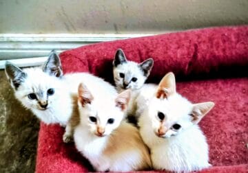 Beautiful Blue Eyed Kittens