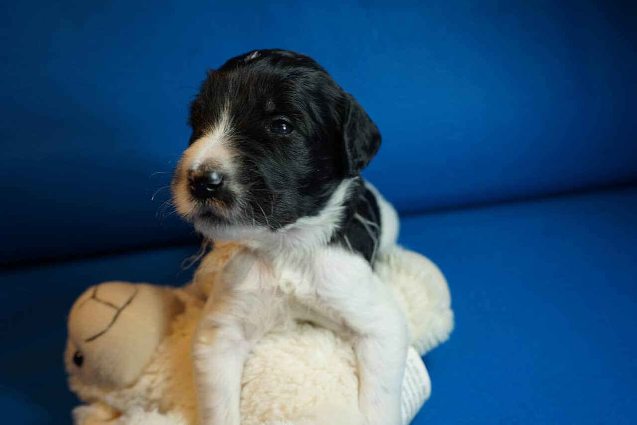 Beautiful Goldendoodle puppies image 7