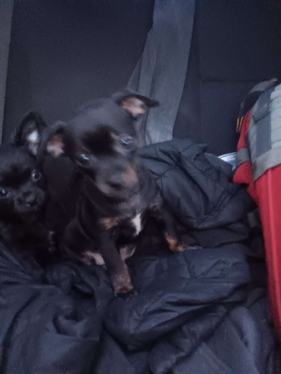 Pug yorkie dockson chihuahua mix puppies image 5