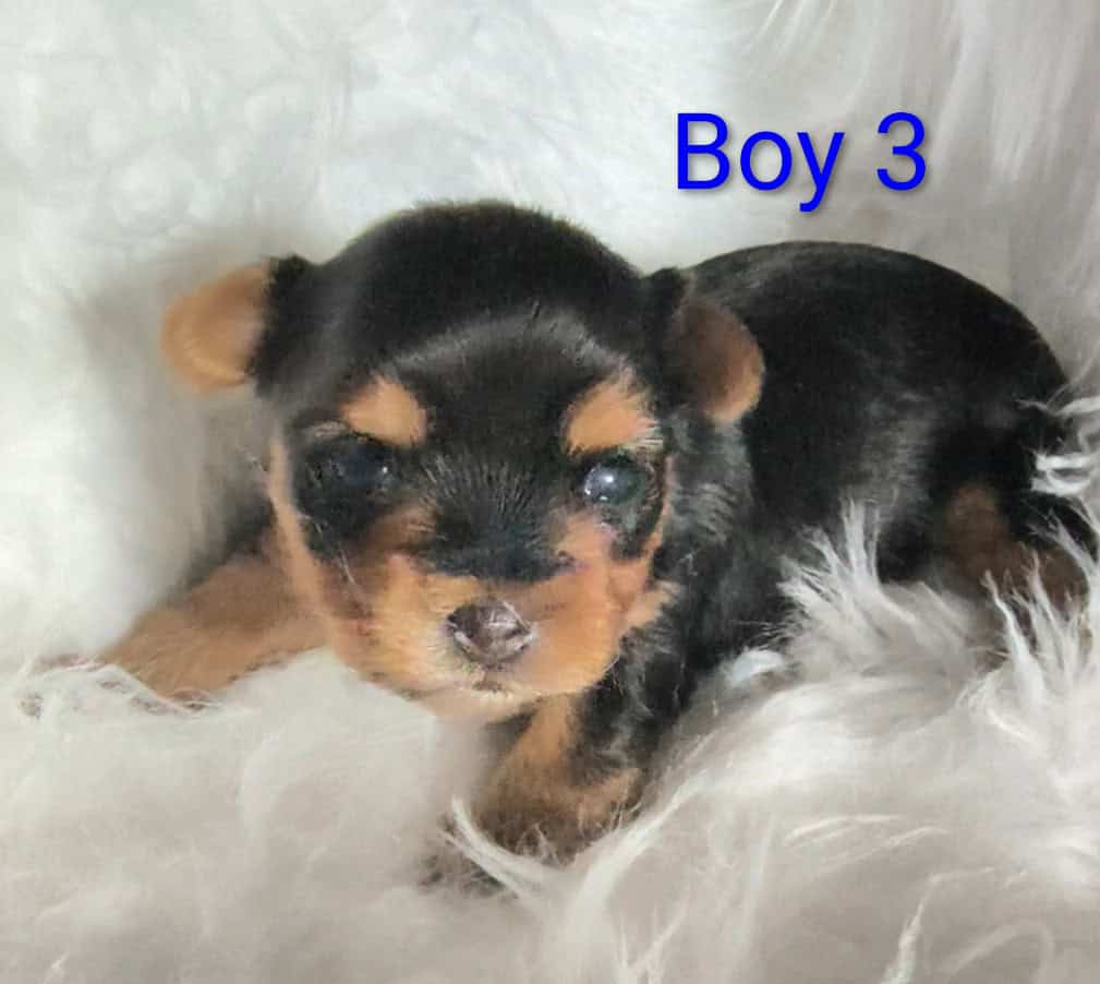 Yorkie puppies (Miami Fl) image 3