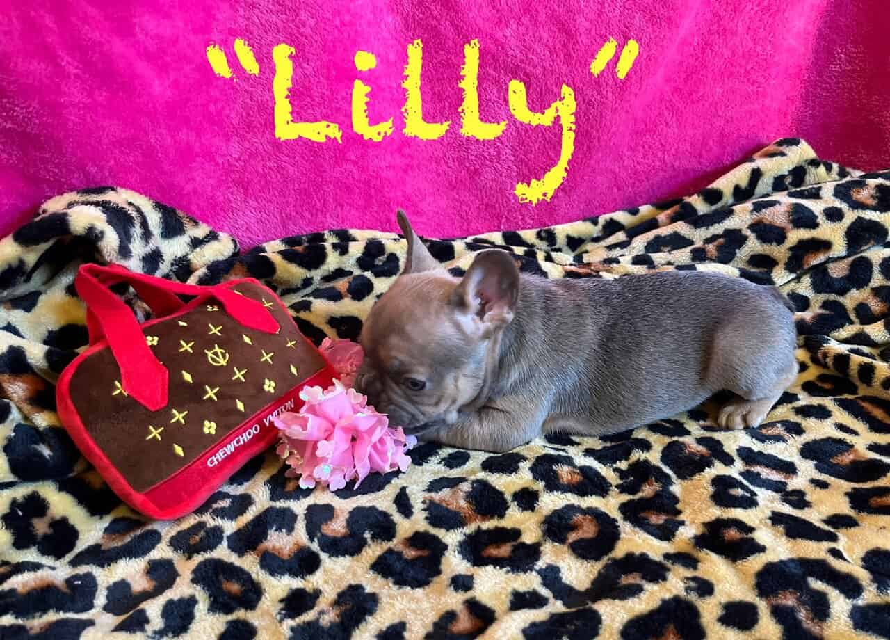 Frenchie Puppies * Ukraine Lineage image 3