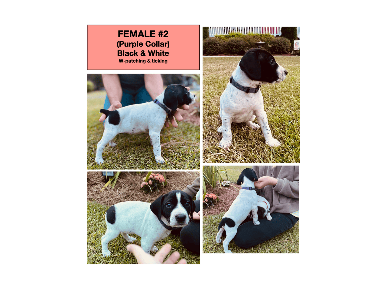 AKC GSP Puppies Available now in Richlands NC image 4