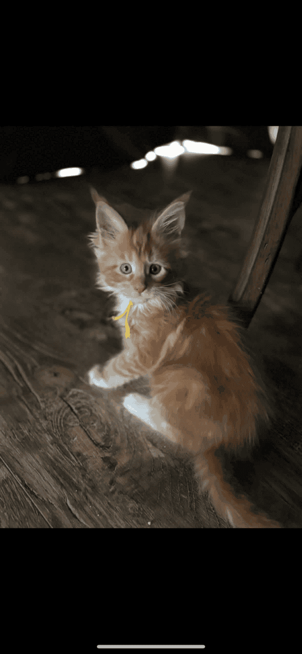 Female Maine Coon Large image 1
