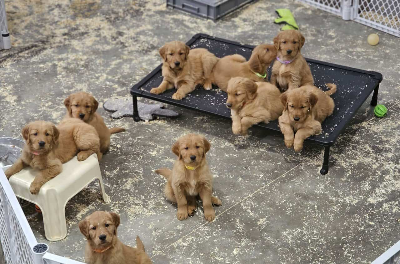 DARK RED AKC GOLDEN RETRIEVER PUPPIES image 1