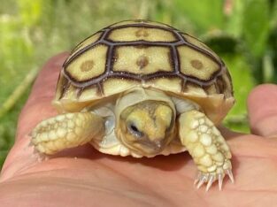 Baby Sulcata Tortosies
