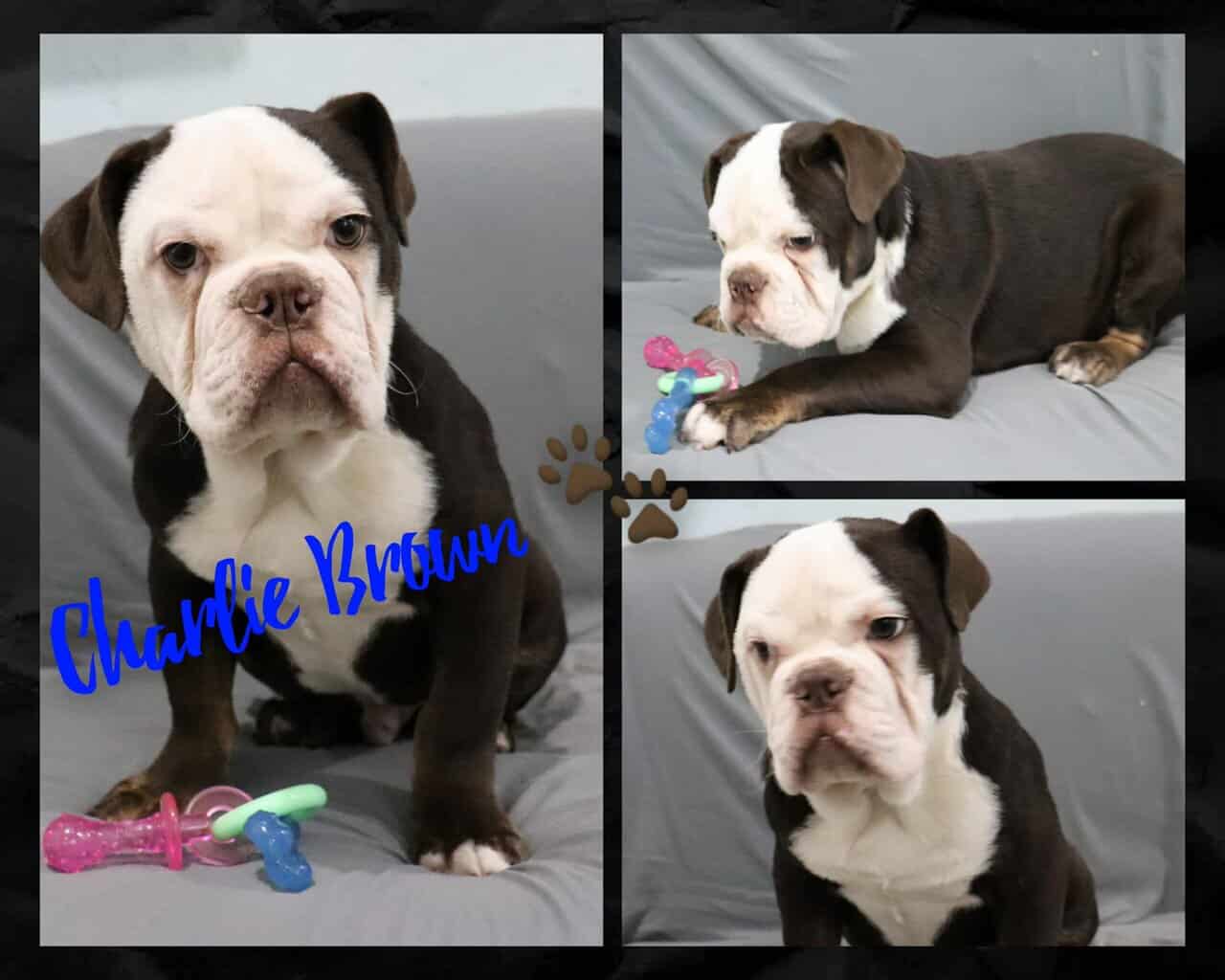 Charlie Brown male Olde English Bulldogge image 1