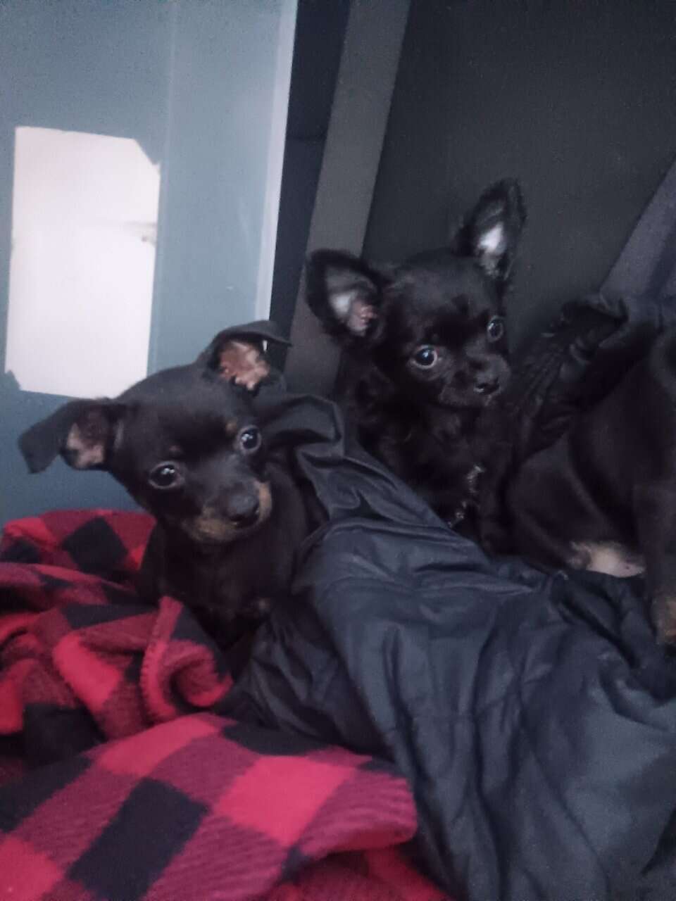Pug yorkie dockson chihuahua mix puppies image 3