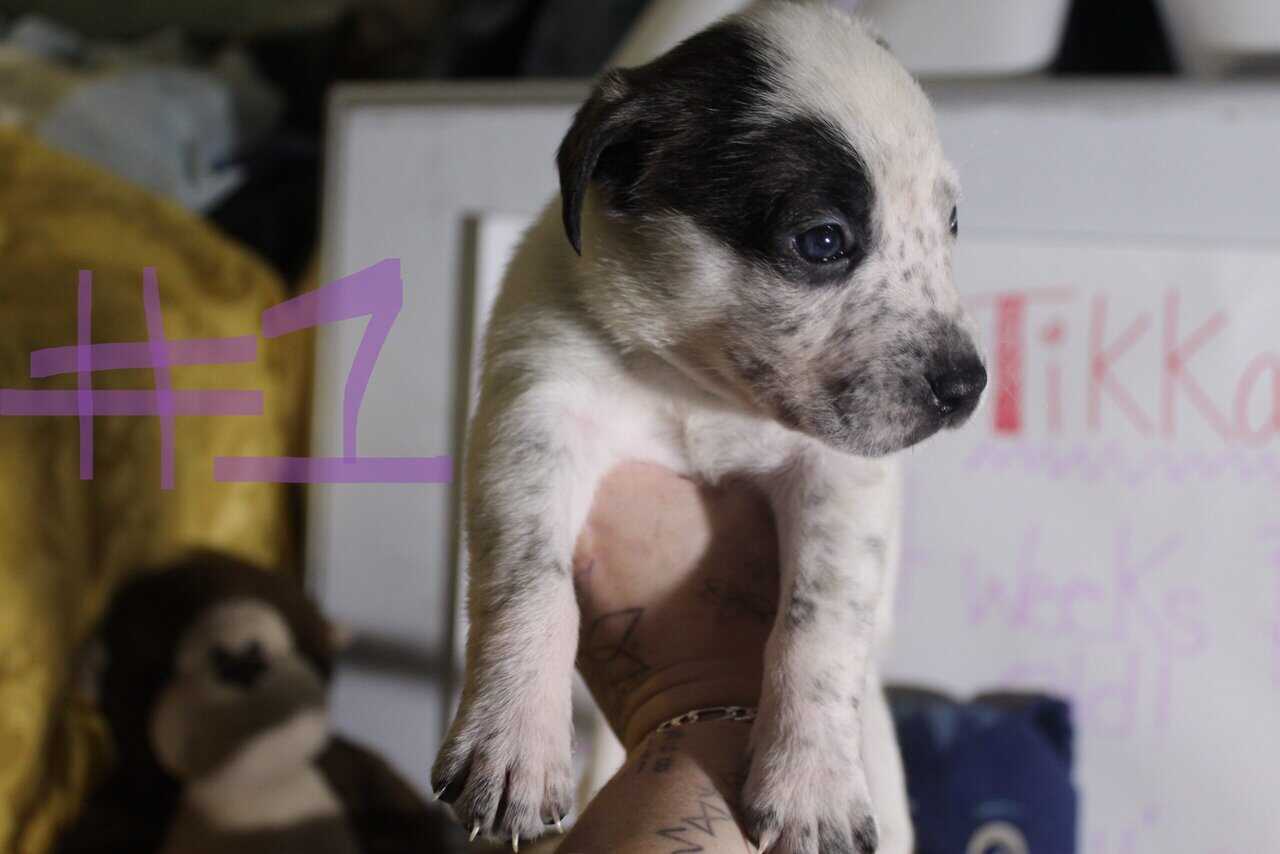 Lab & Pit mix Ready for their fur ever Homes Nov18 image 3