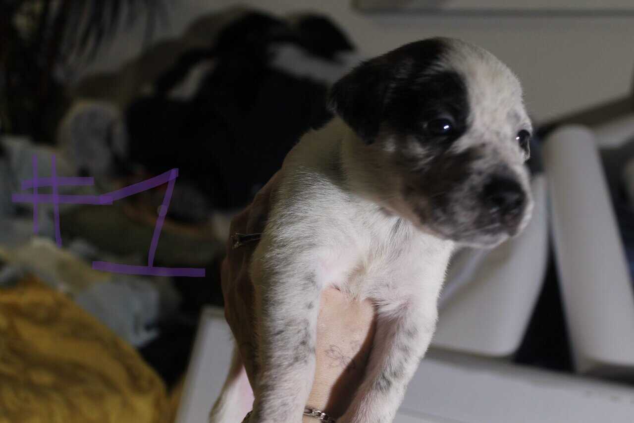 Lab & Pit mix Ready for their fur ever Homes Nov18 image 6