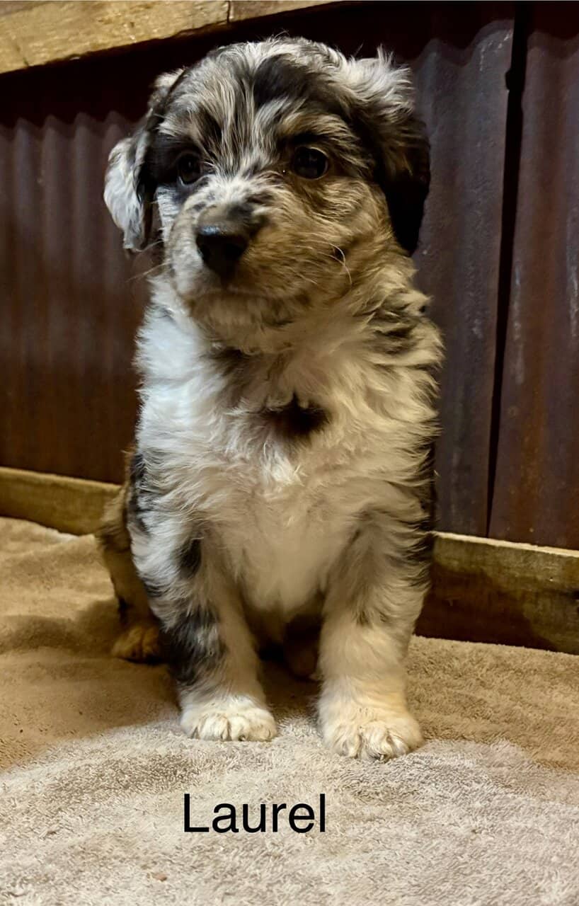 Merle Aussie Doddle image 2