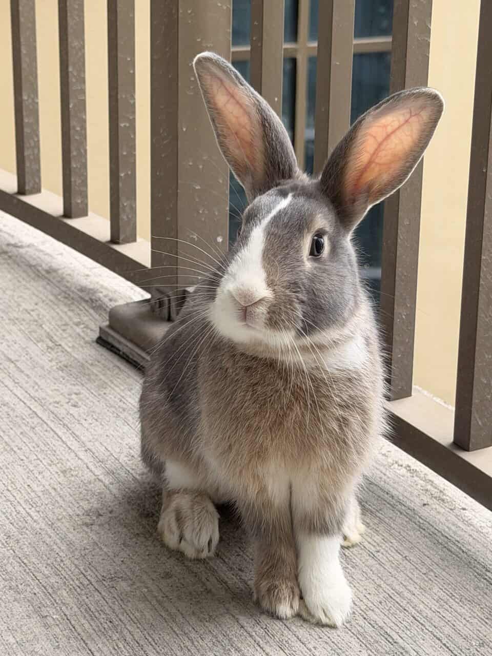 Rehoming Cuddly Bunny!! image 1