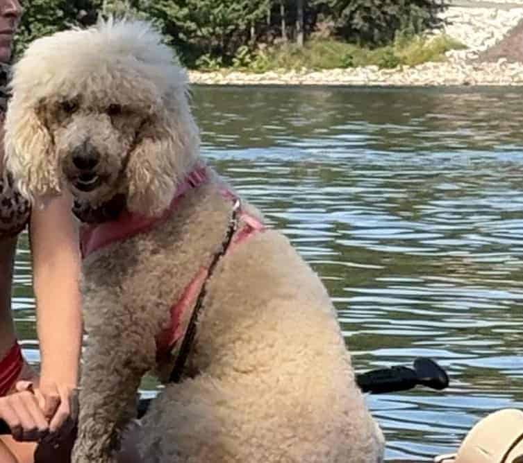 Standard poodle image 1