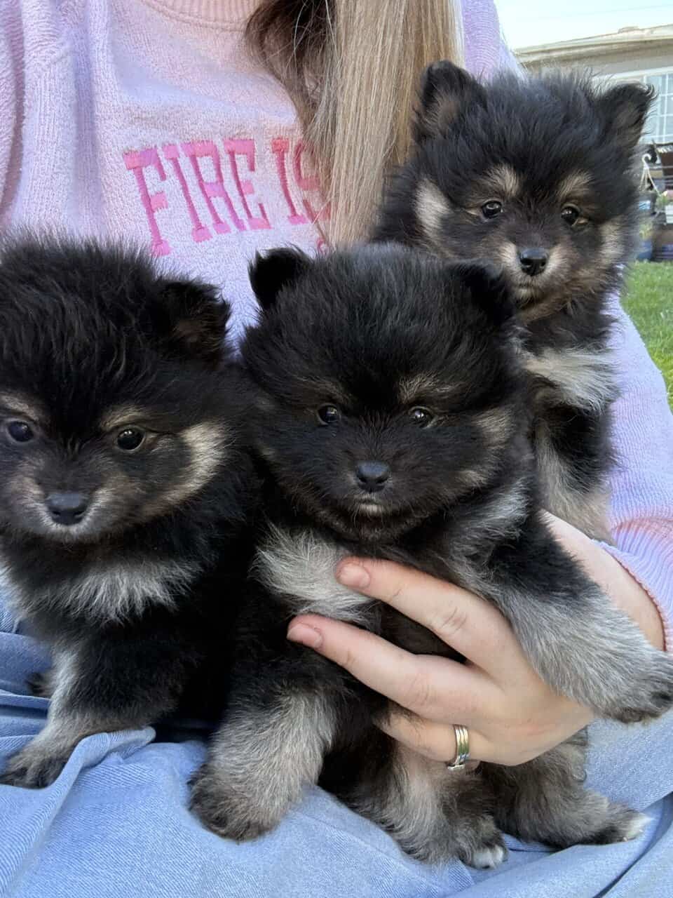 Pomeranian puppies image 1