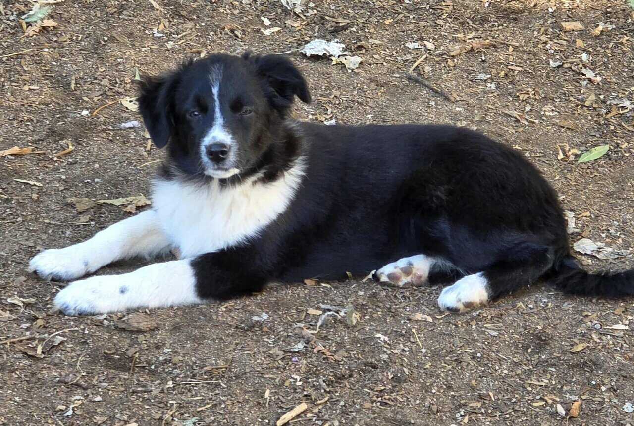 Mini Aussie Boys image 3