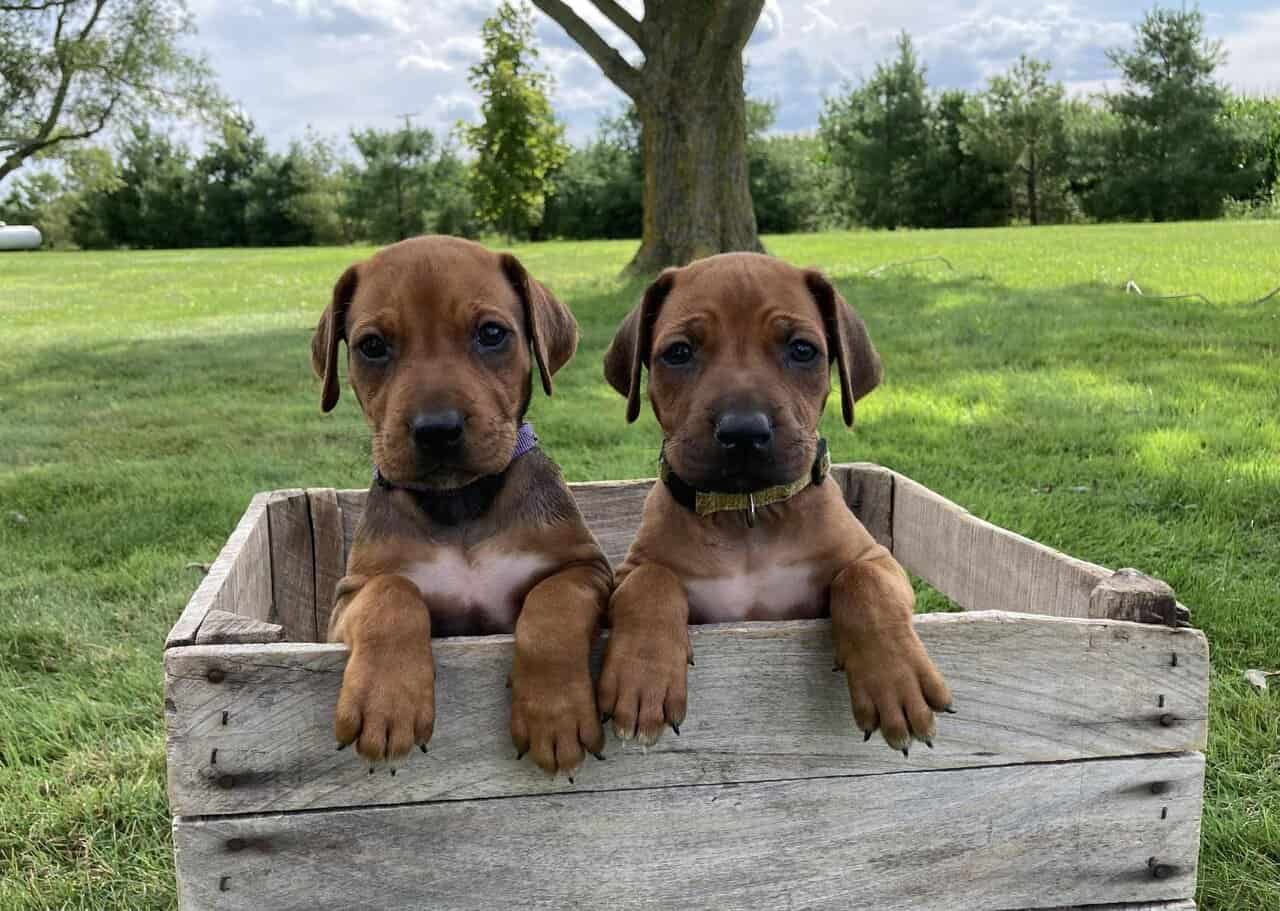 AKC Rhodesian Ridgeback Puppies Available image 5