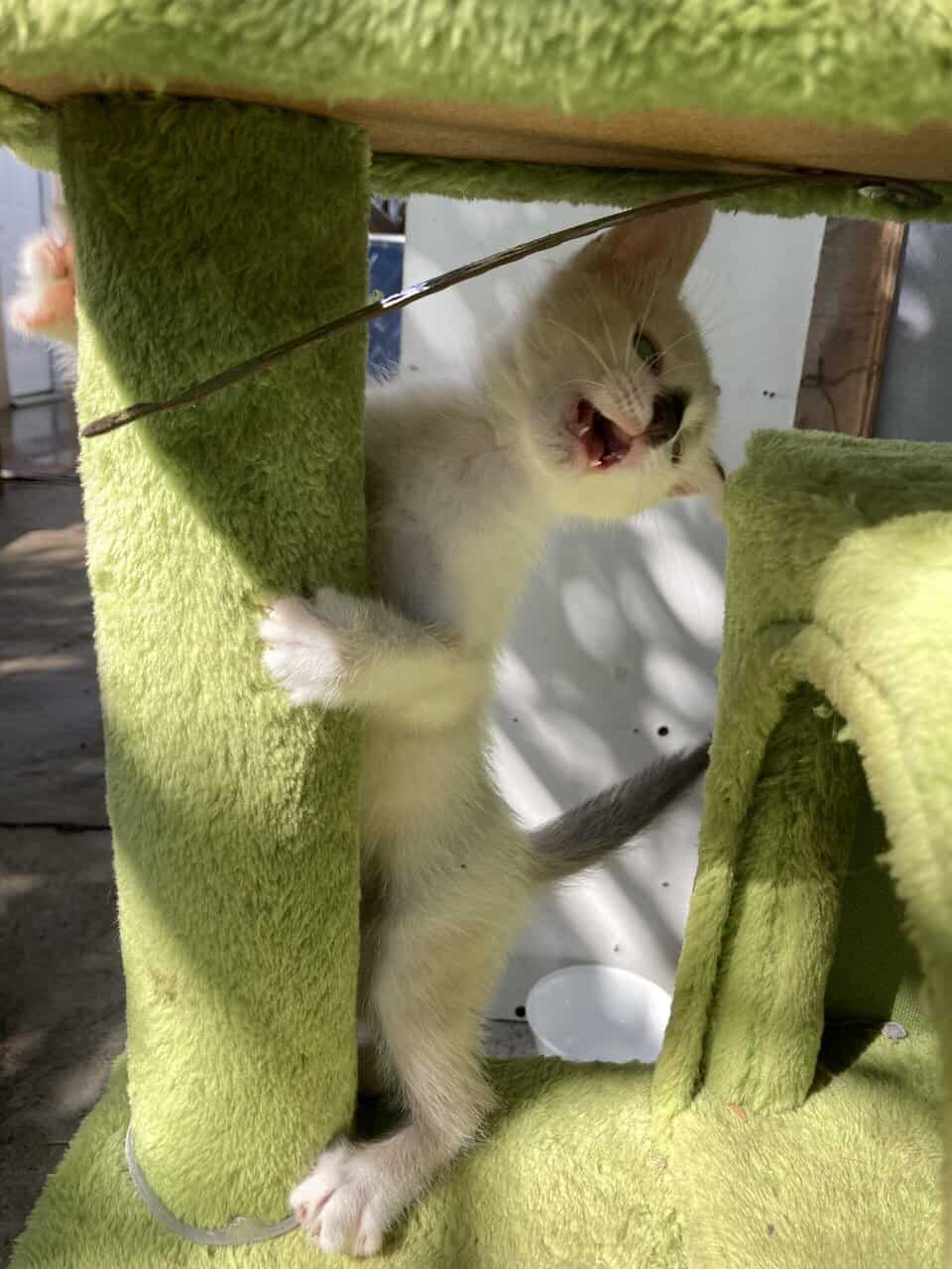 9 weeks cat kittens image 3