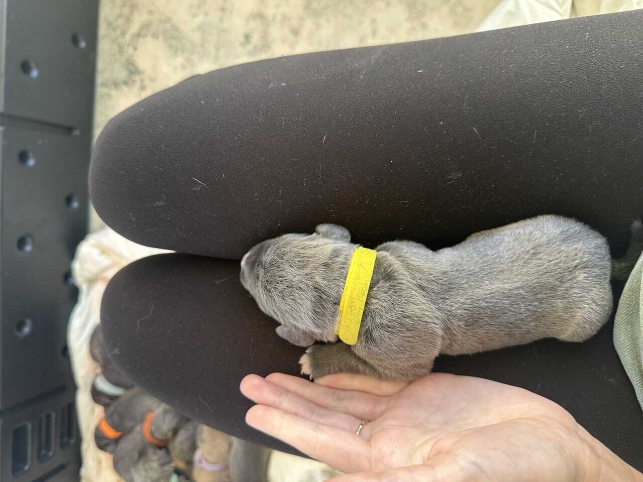 Cane Corso Mix image 16