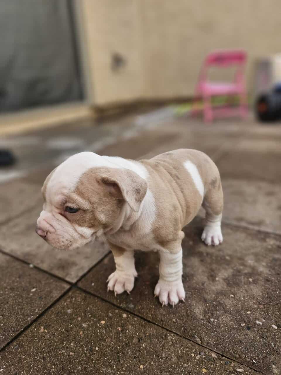 Tri merle French Bulldog/American bulldog image 5