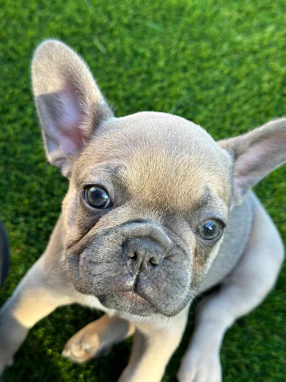 Amazing French Bulldogs for Sale image 2