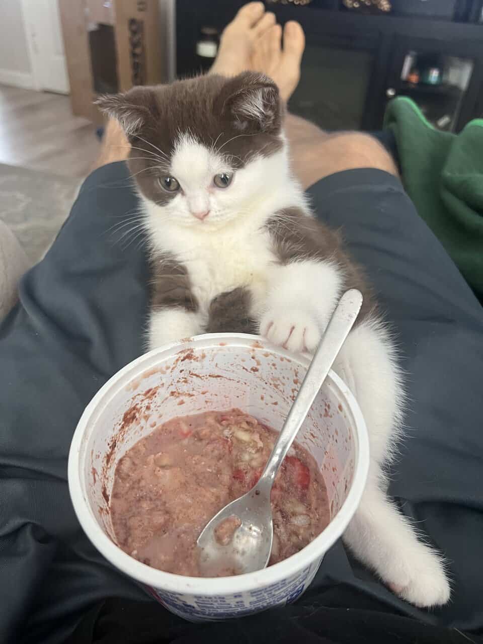3 British shorthair kittens (2m, 1f) image 2