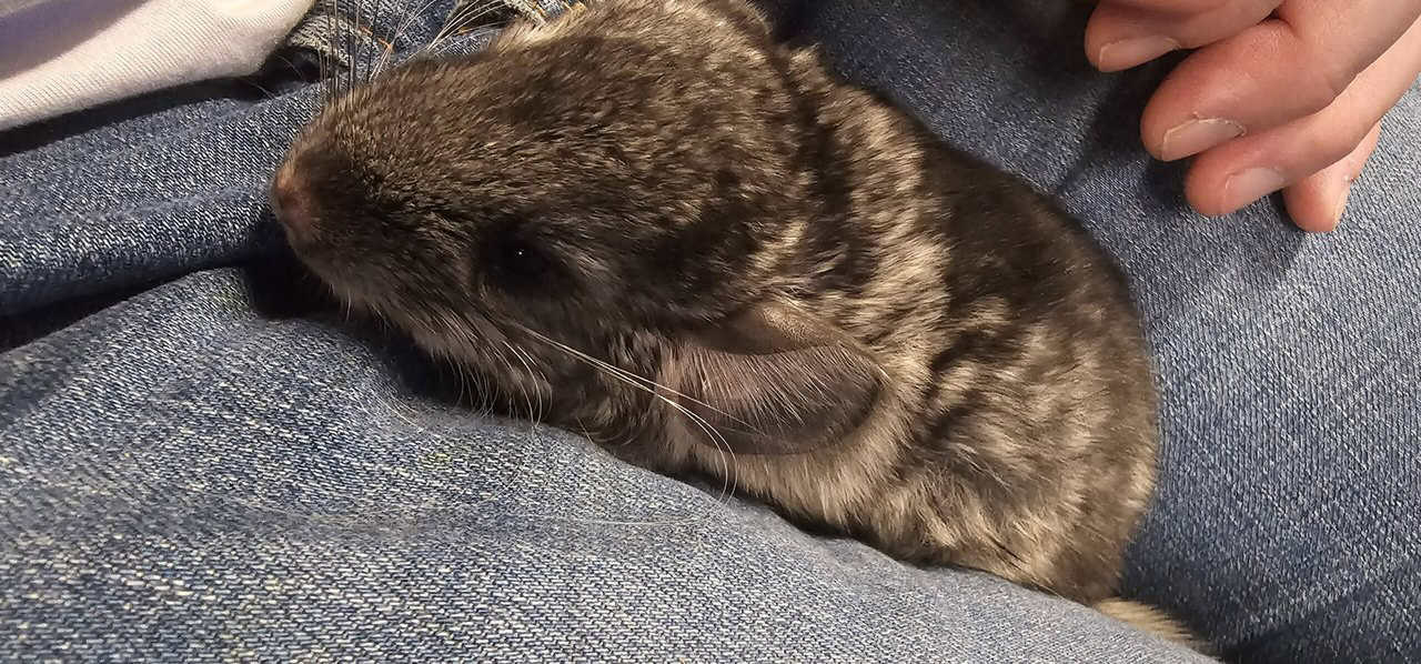 Baby Chinchilla image 1