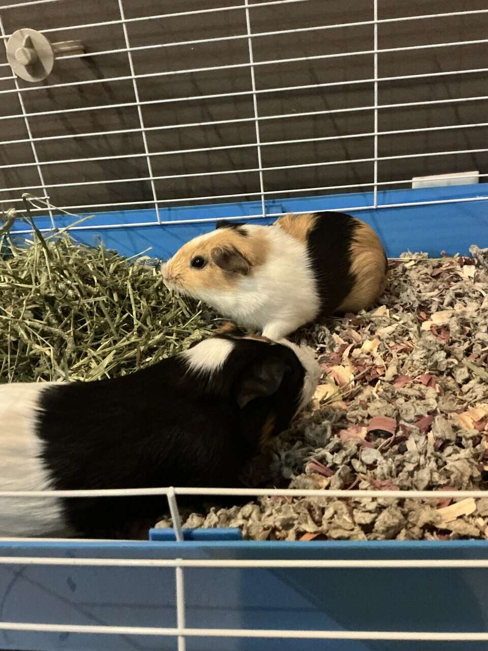 2 Male Guineas Pigs~ Cage + Full Setup image 2