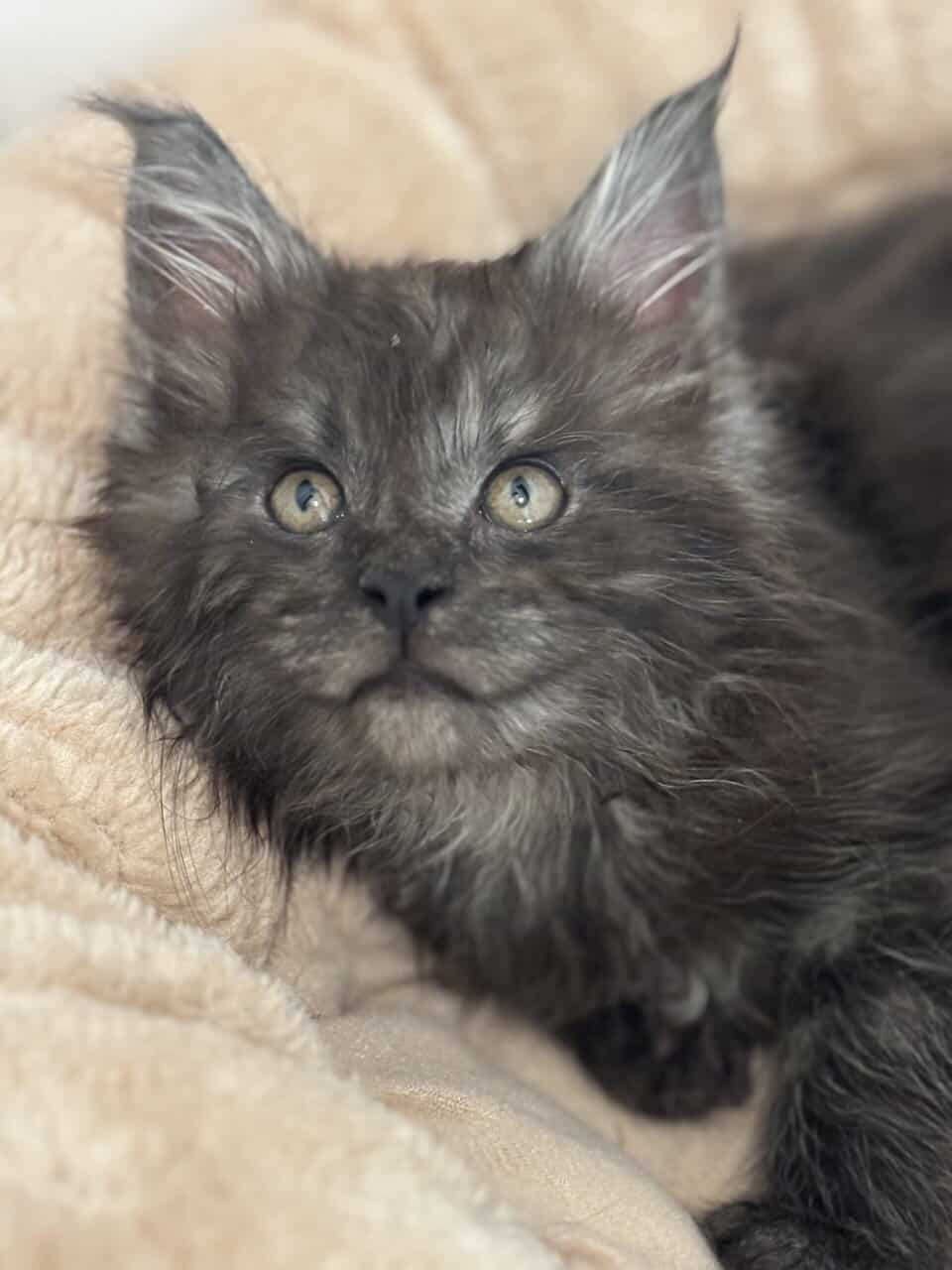 TICA registered Maine coon kittens image 11