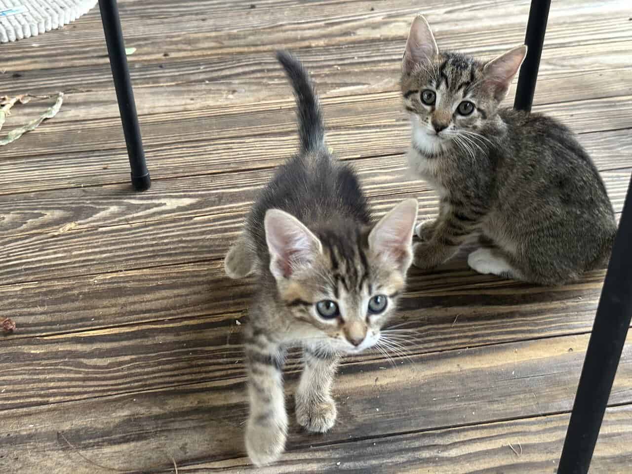 Tabby Kittens! image 2