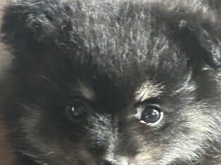 Say Hello to Black Wolf Pomeranian