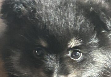 Say Hello to Black Wolf Pomeranian