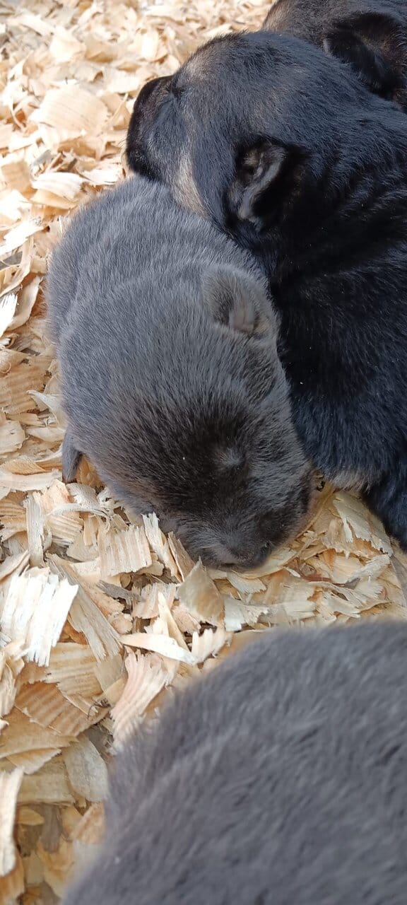 German Shepherd puppies image 2