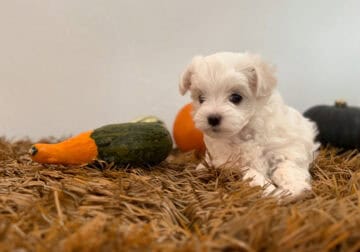 Squeakers – Our Playful Maltese Girl
