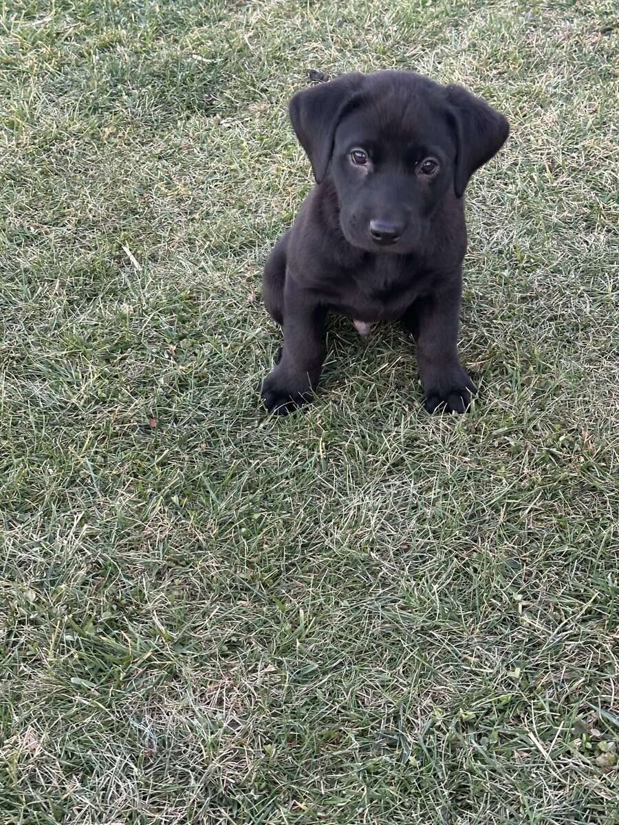 AKC Labrador Retrievers image 1