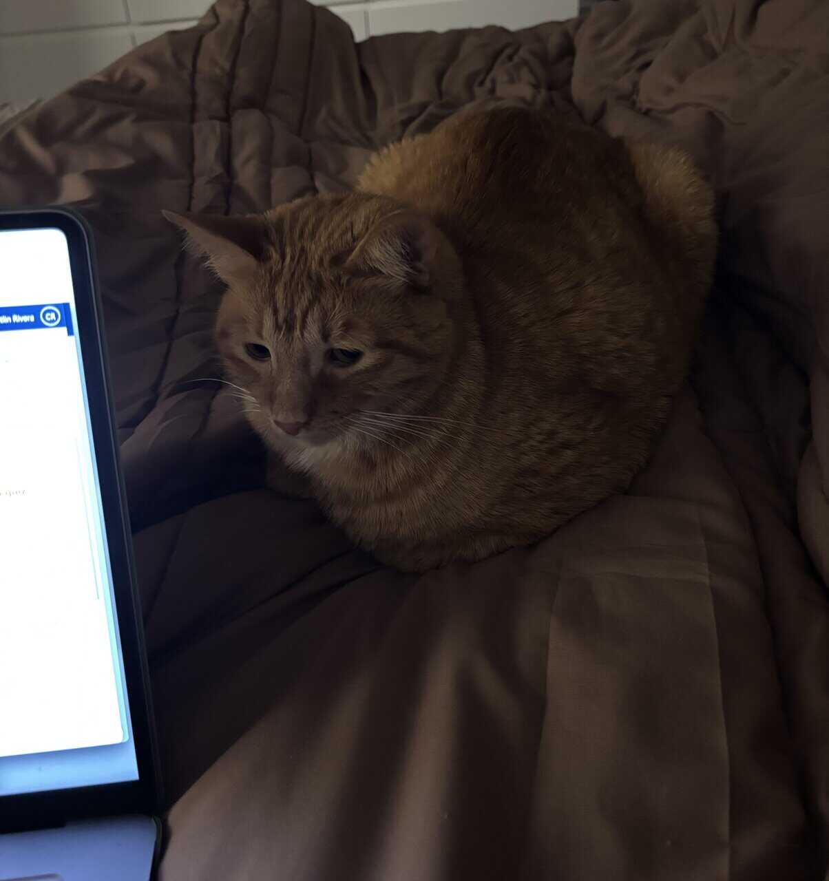 Rehoming for Max image 4