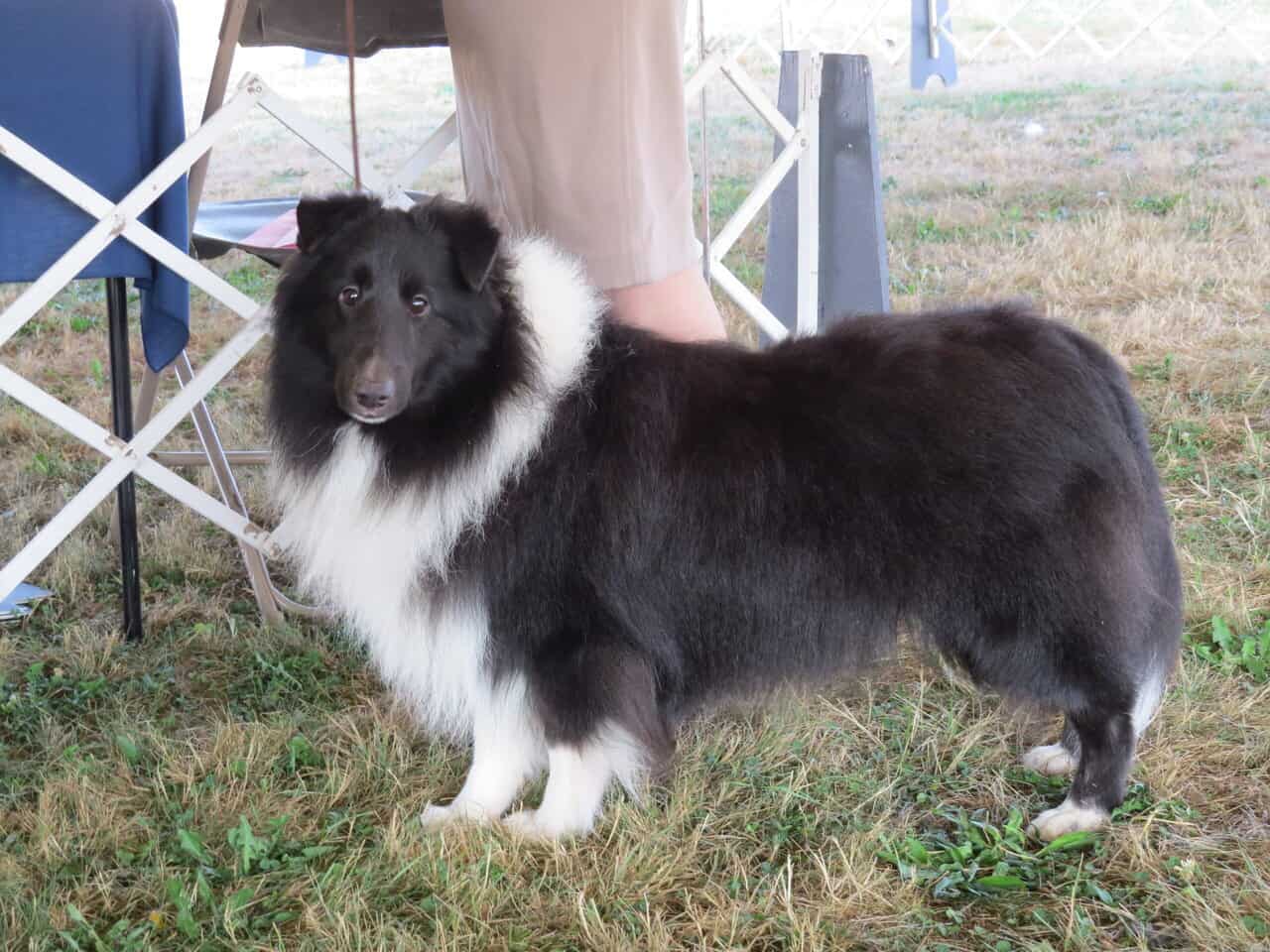 AKC registered Sheltie puppies image 10