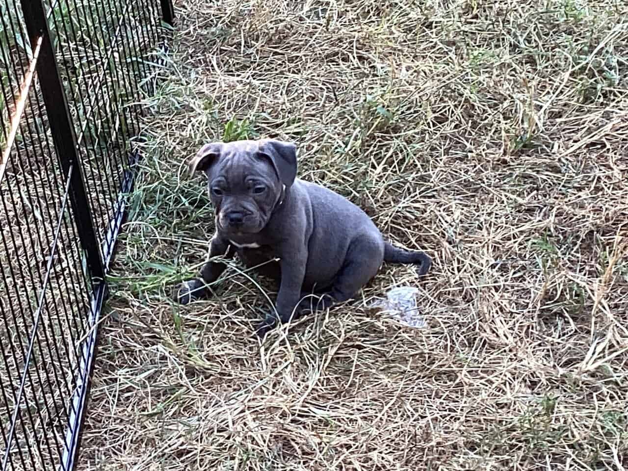 Staffordshire bull terrier pups image 11