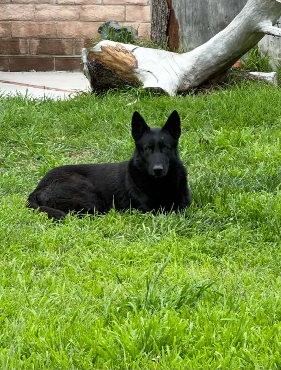 German shepherd Belgian malinois puppies for sale image 6