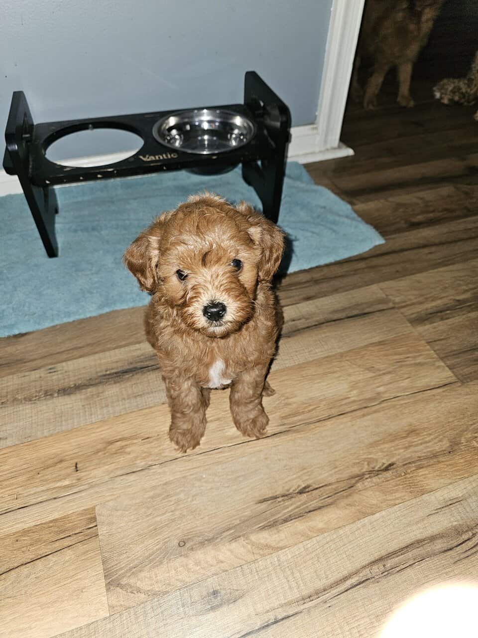 Mini golden doodle image 1