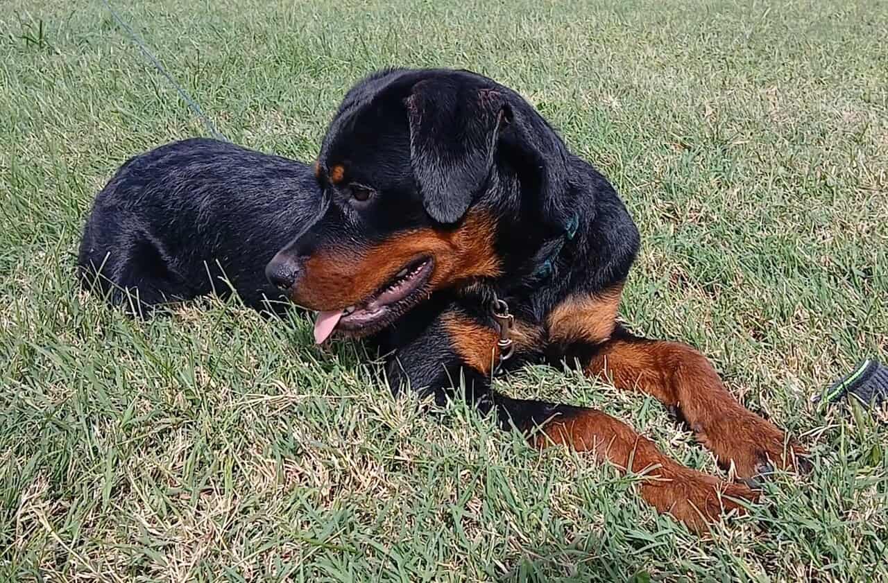 Male German Rottweiller image 5