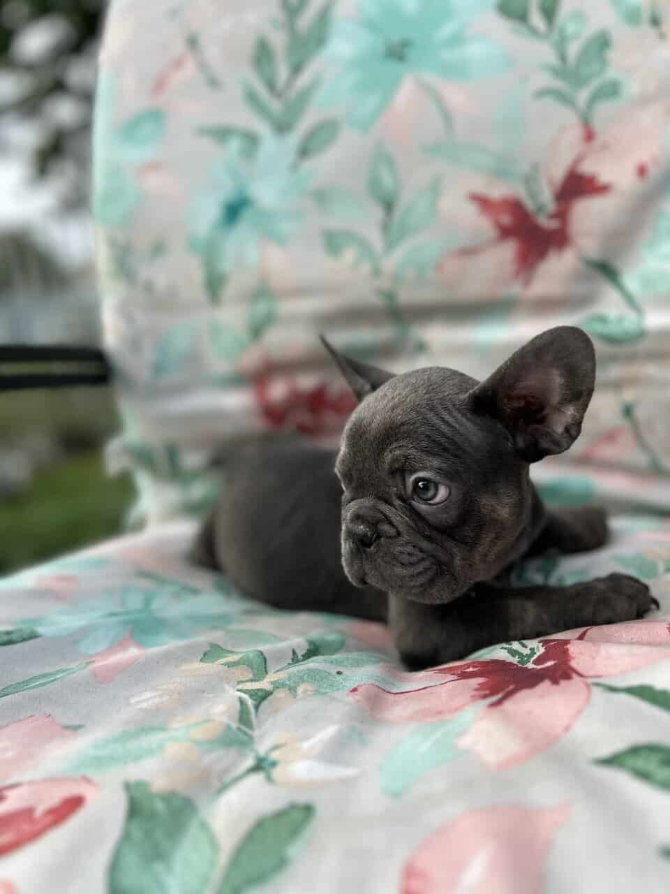Blue French bulldog puppies image 6