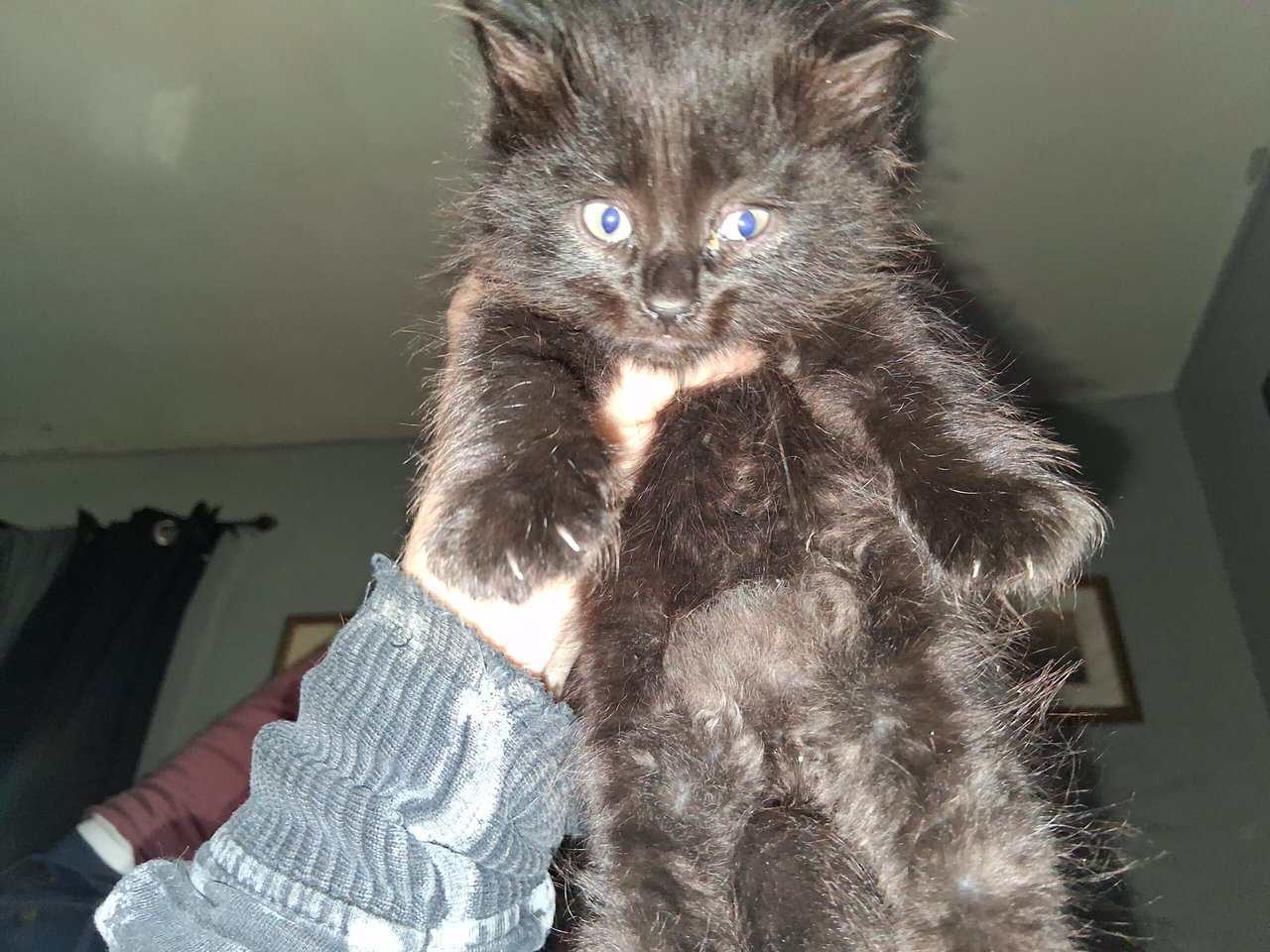 2 maine coon/norwegian forest cat mix kittens 6 wk image 13