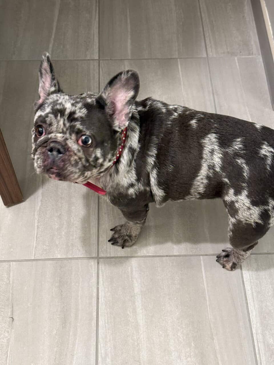 10 month Chocolate Merle French bulldog !! image 1