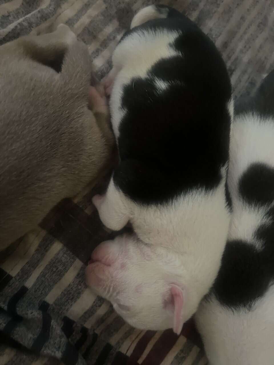 Pit lovers only image 7