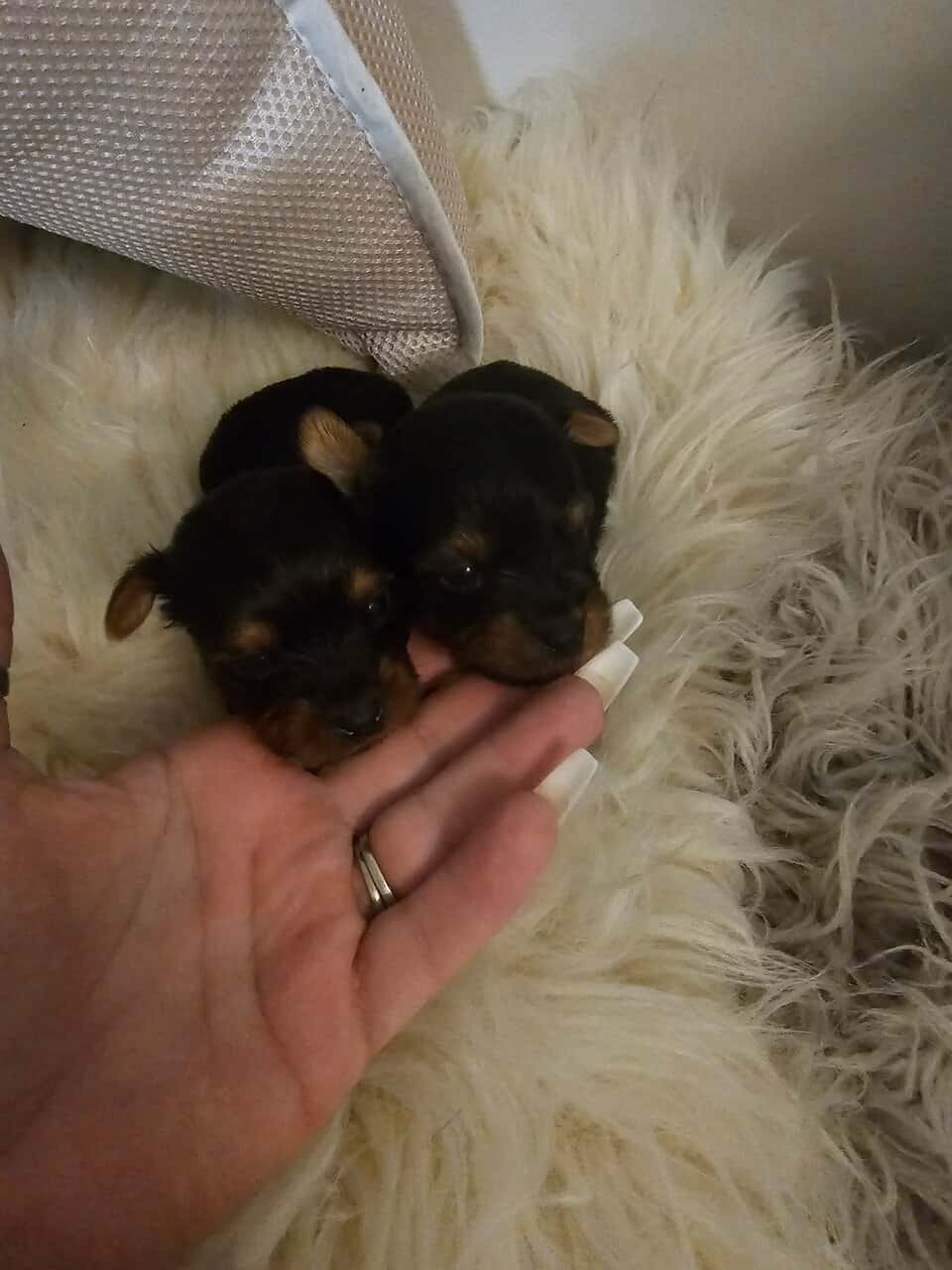 Yorkies image 4