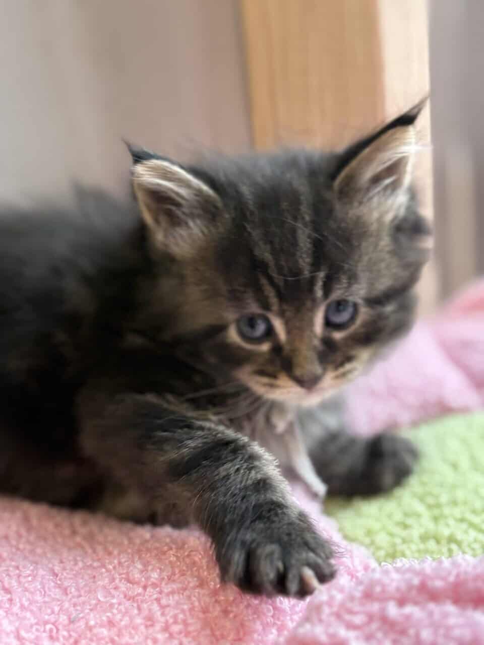 Maine Coon Kittens image 5