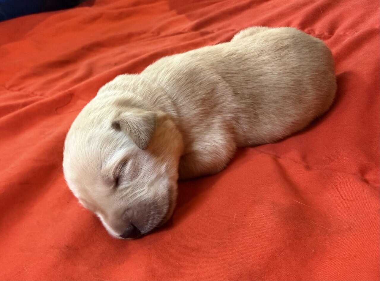 Goldador puppies image 8