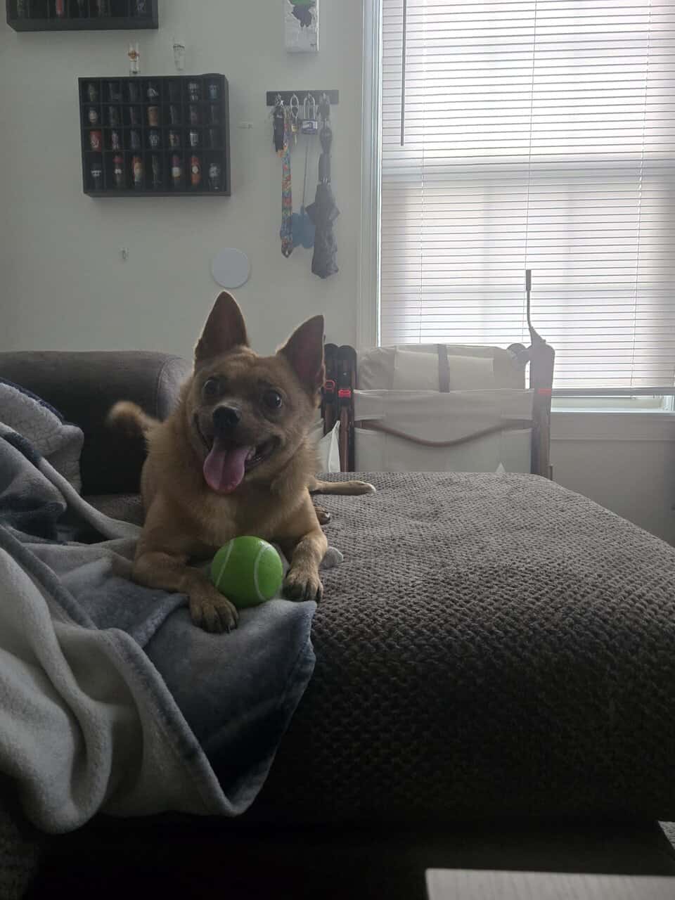 MEET SCOUT! image 3